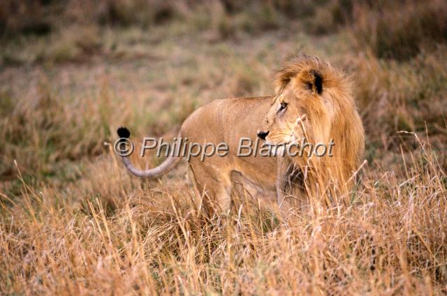 kenya 38.JPG - LionPanthera leoRéserve de Masai MaraMasai Mara National ReserveKenya